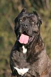 CANE CORSO 1430